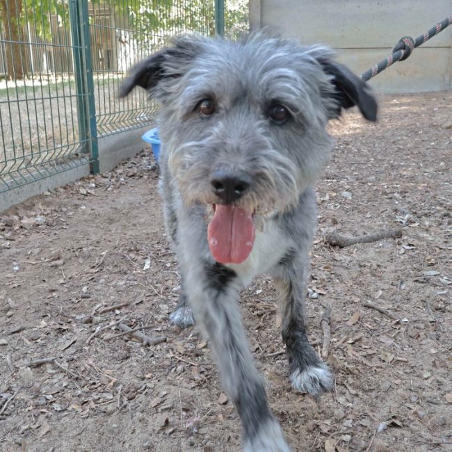 Boby - Chien à adopter