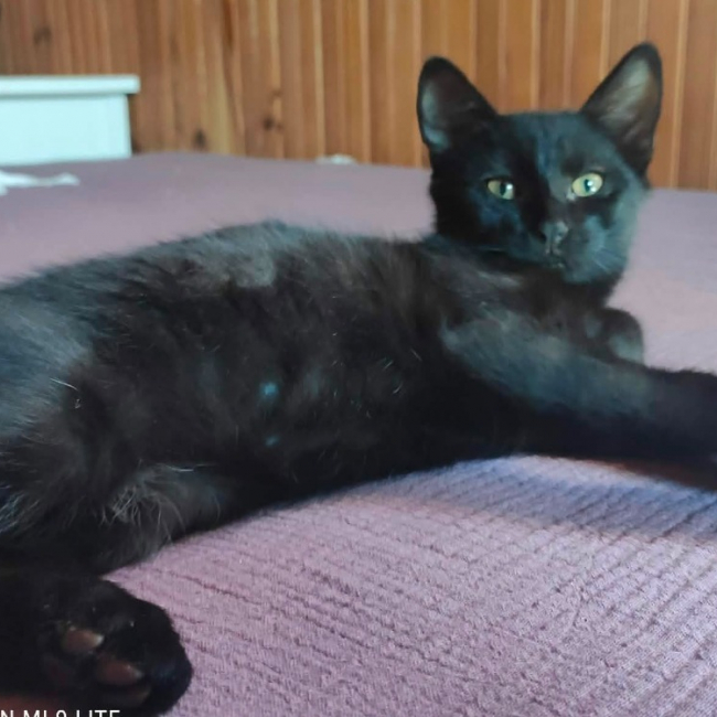 Onyx - Chat Européen à adopter