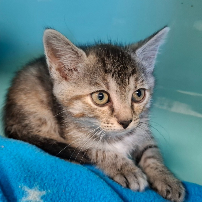 Iris - Chat Européen à adopter