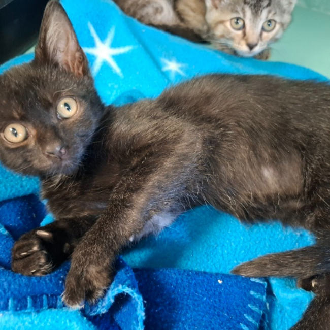 Muffin - Chat Européen à adopter