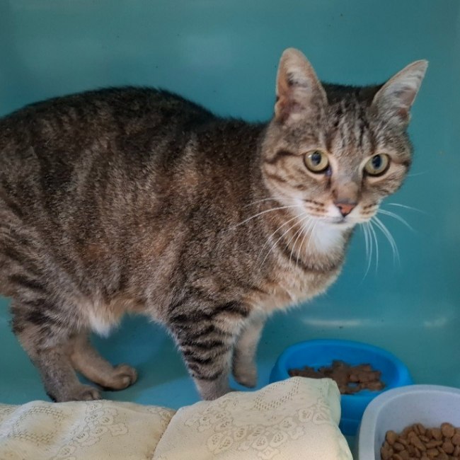 Poupette - Chat Européen à adopter