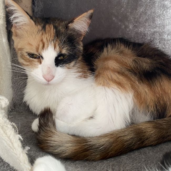 Taqwa - Chat Européen à adopter