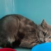Minette