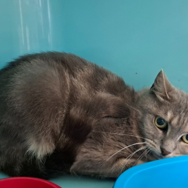 Minette - Chat Européen à adopter