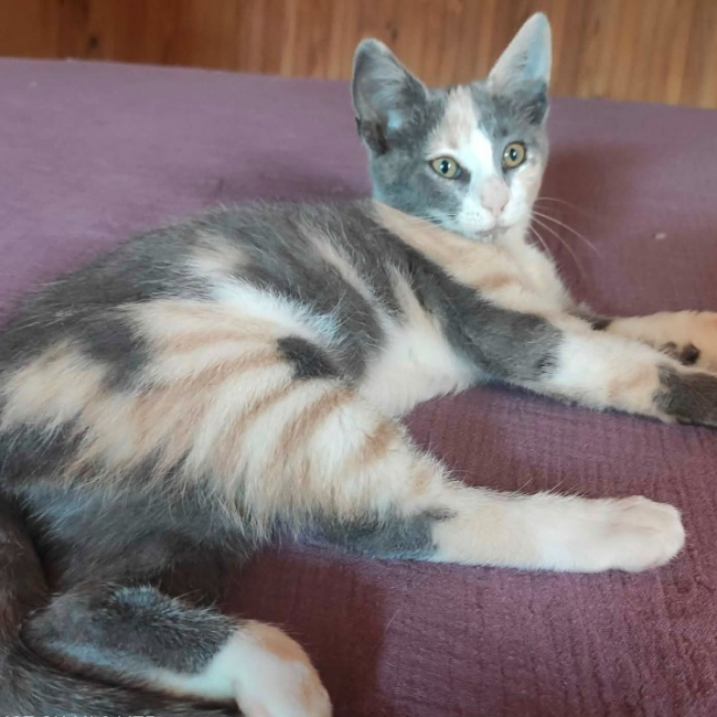 Fantasia - Chat Européen à adopter