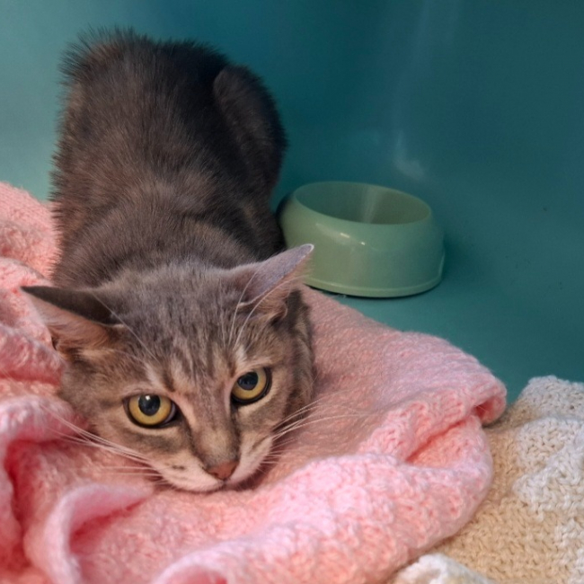 Mina - Chat Européen à adopter