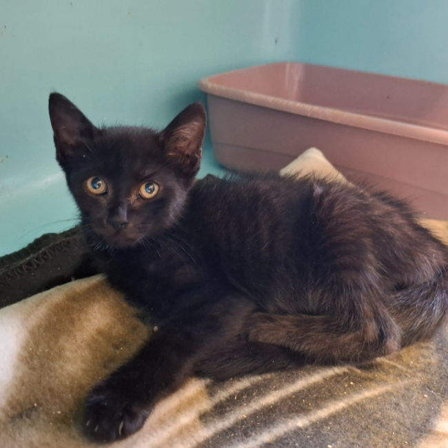 Calypso - Chat Européen à adopter