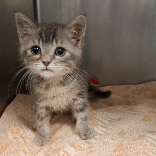 Olympe - Chat Européen à adopter