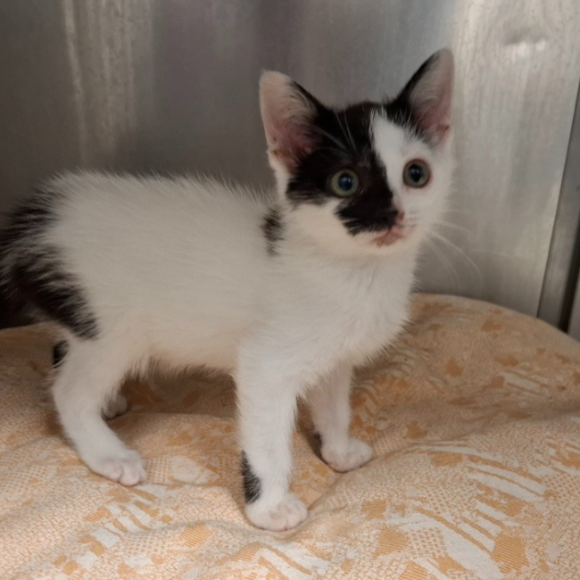 Noe - Chat Européen à adopter