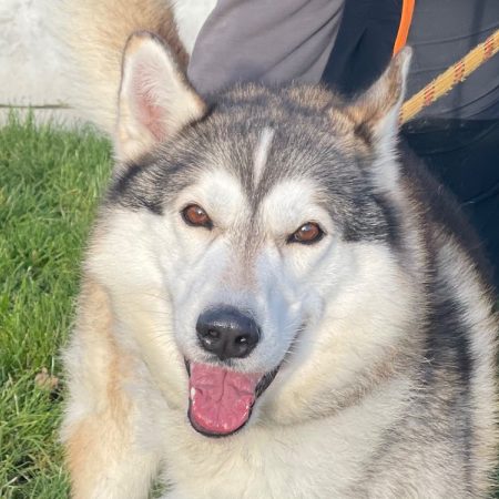Reski - Chien Husky Sibérien à adopter