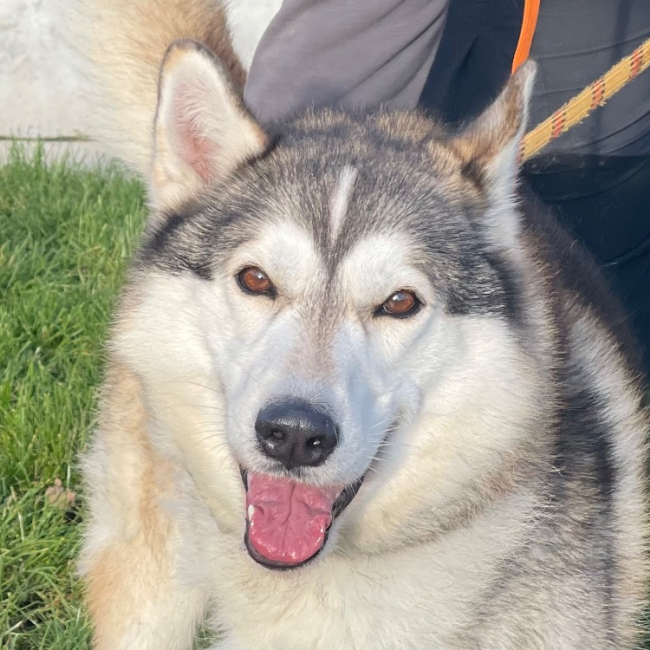 Reski - Chien Husky Sibérien à adopter