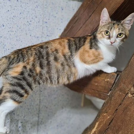 BARBOUILLE - Chat Européen à adopter