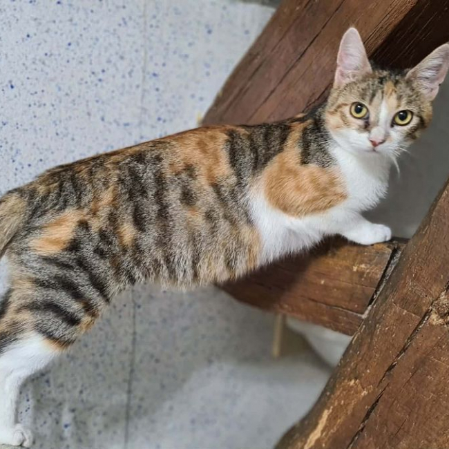 BARBOUILLE - Chat Européen à adopter