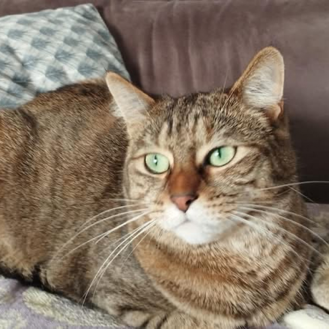 Chouquinette - Chat Européen à adopter