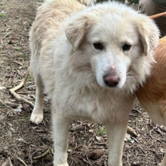 NEIGE - Chien à adopter