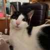Elvis