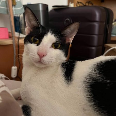 Elvis - Chat à adopter