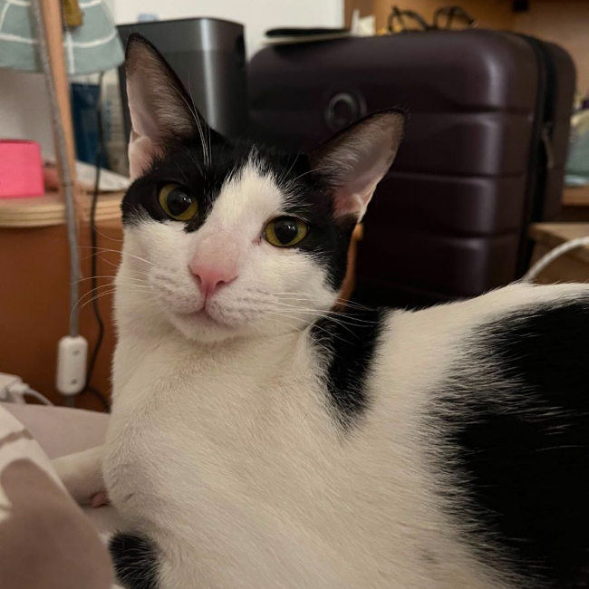 Elvis - Chat à adopter