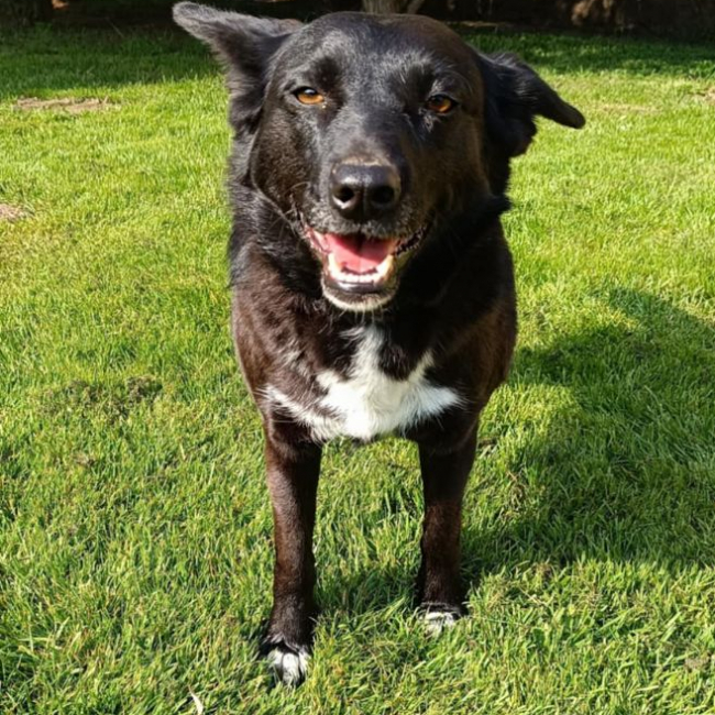 FLAFFY - Chien à adopter