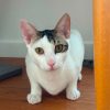 Muxu (bisou en basque)