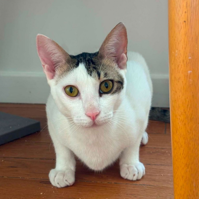 Muxu (bisou en basque) - Chat à adopter