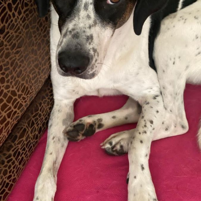 Louis - Chien à adopter
