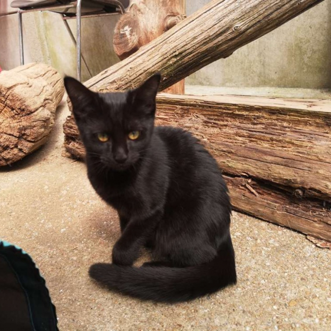 Réservé poire - Chat Européen à adopter