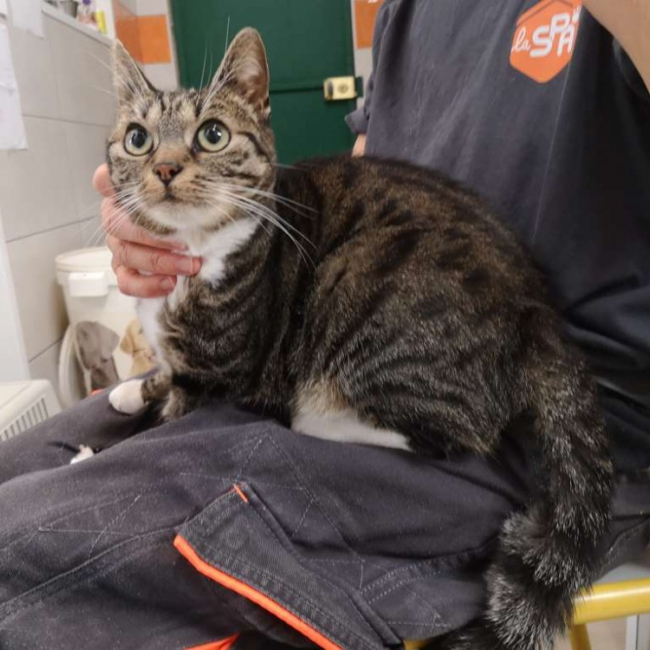 Ananas - Chat Européen à adopter