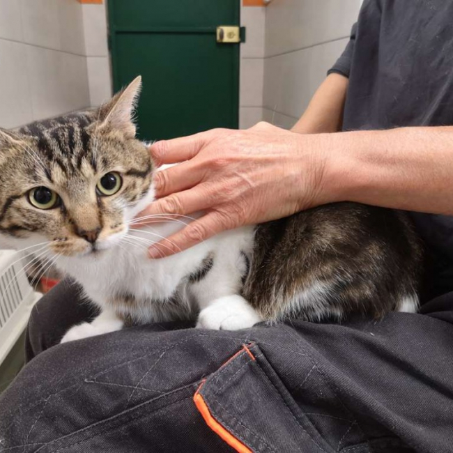 Kyoto - Chat Européen à adopter