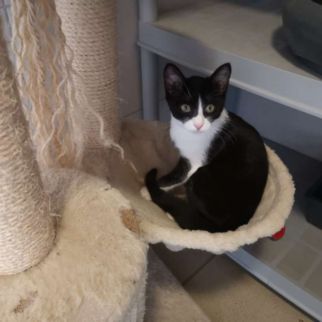 Pomme - Chat Européen à adopter