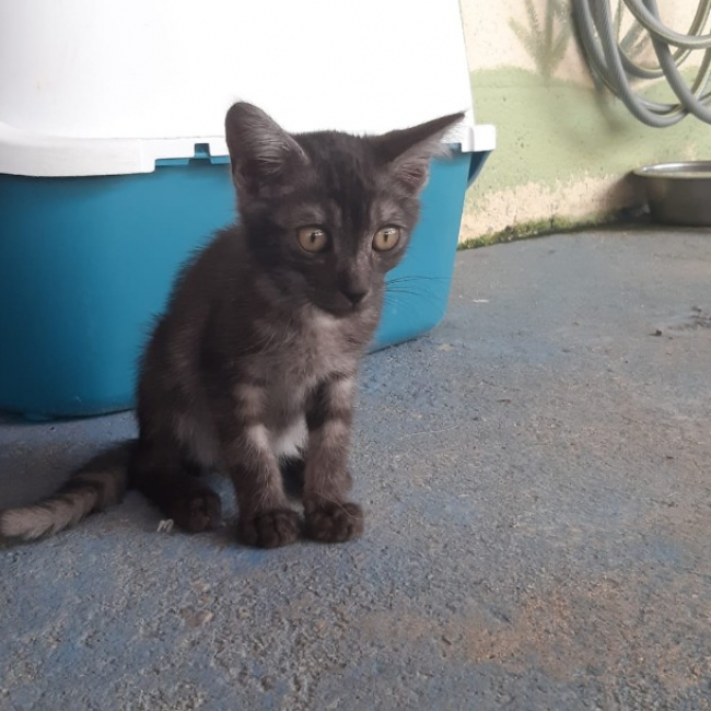Galopin - Chat Européen à adopter