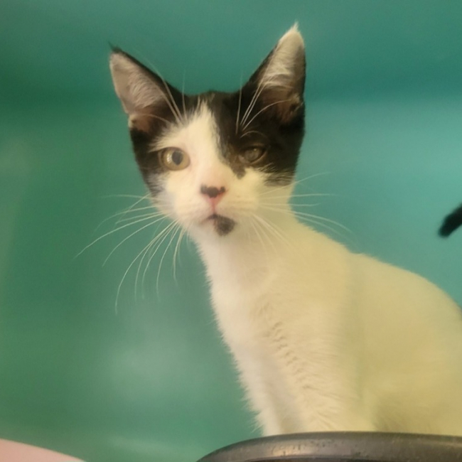 Belladone - Chat Européen à adopter