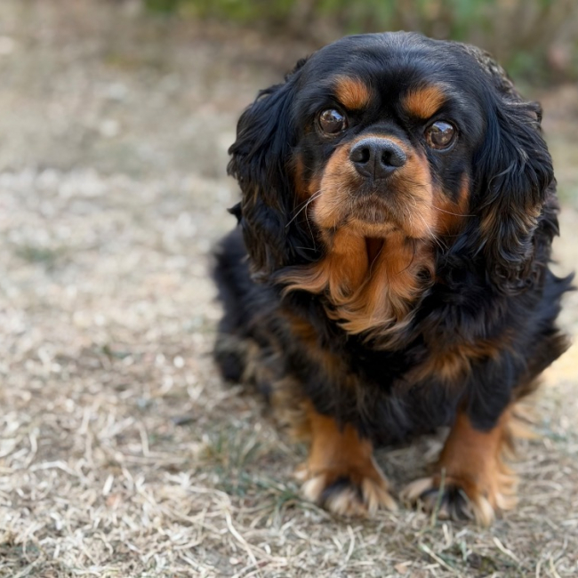 Ralph