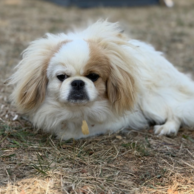 Abbie