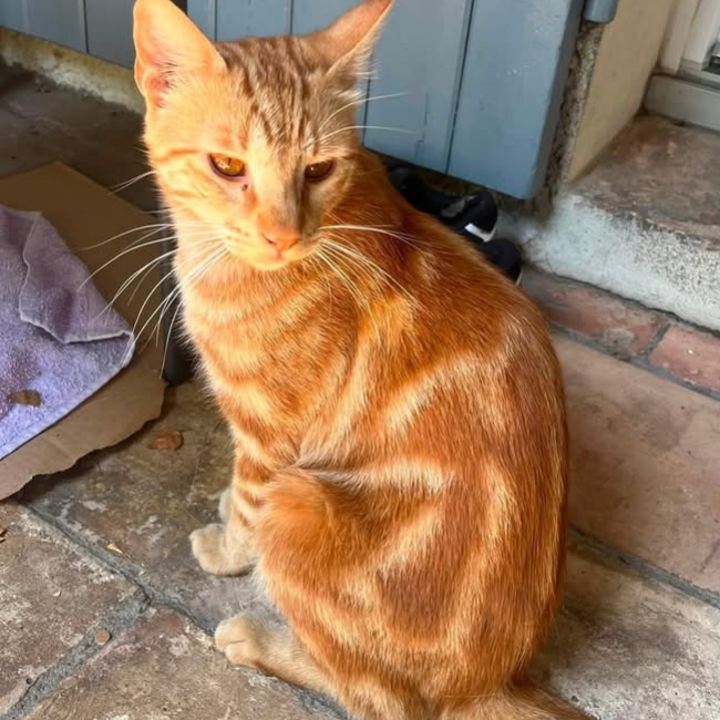 Rouky - Chat à adopter