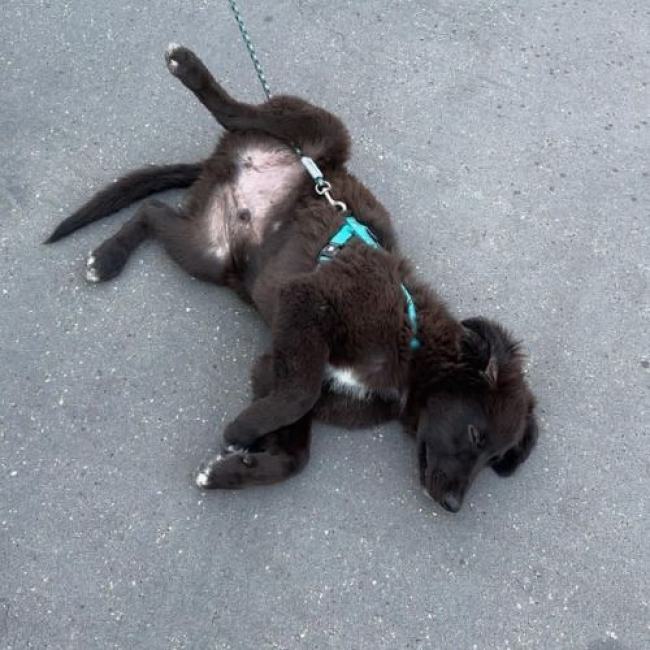 OLIVER - Chien à adopter