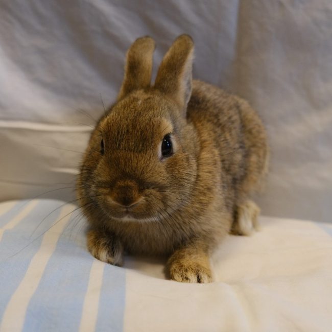 Chihiro - Rongeur Lapin à adopter