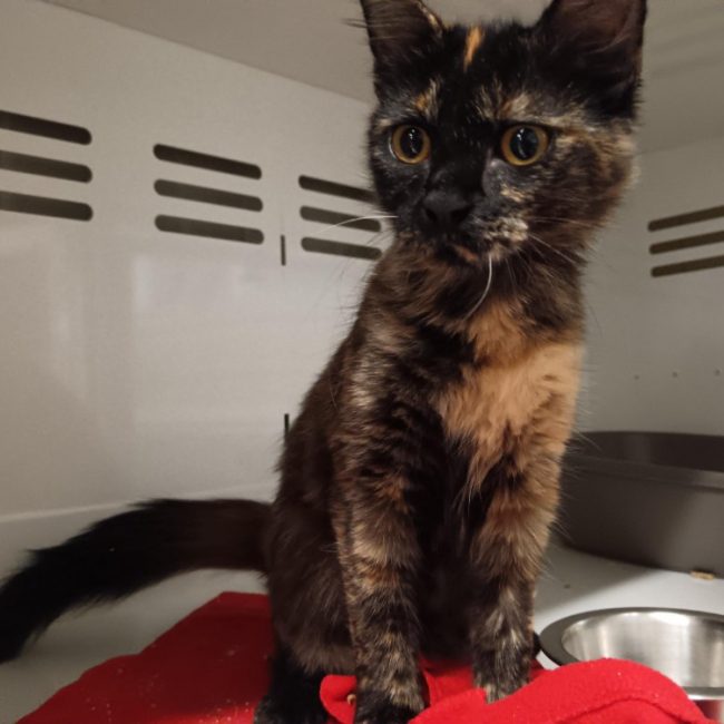 Ebi - Chat Européen à adopter