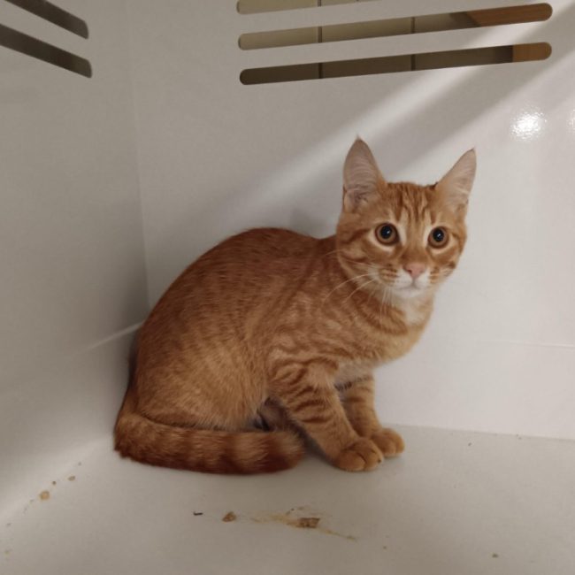Curry - Chat Européen à adopter