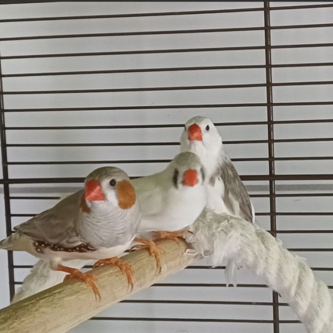 Mandarin - Animal de ferme à adopter