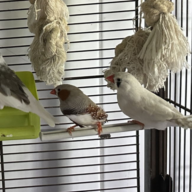D.mandarin - Animal de ferme à adopter
