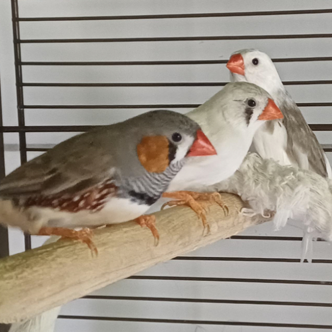 Mand.couleur - Animal de ferme à adopter