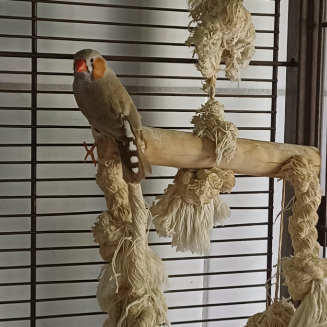 D.mandarin - Animal de ferme à adopter