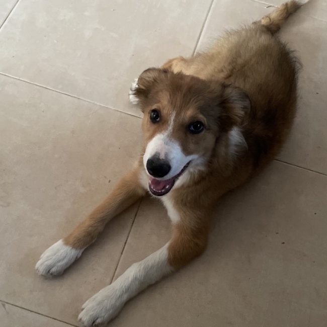 Satine - Chien Border Collie à adopter