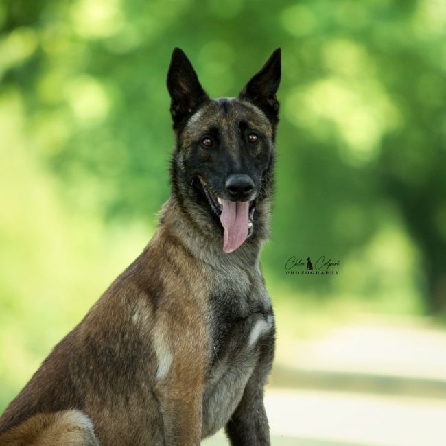 Poa paddock - Chien Berger Belge Malinois à adopter