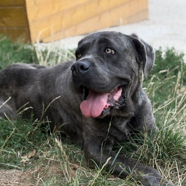 Prada - Chien à adopter