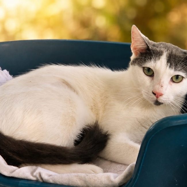 Romy - Chat Européen à adopter