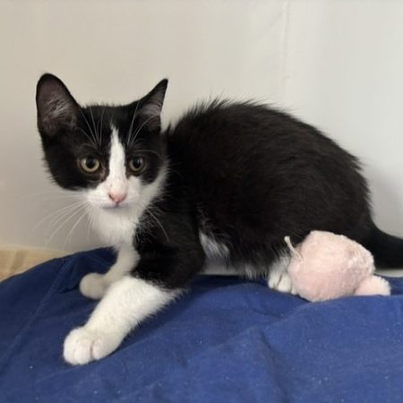 Beinji - Chat Européen à adopter