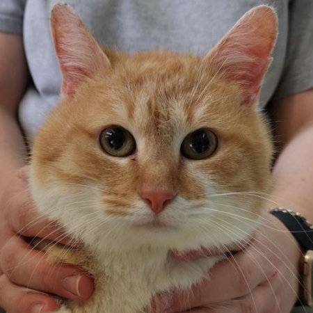 Eole - Chat Européen à adopter