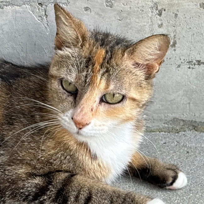 Pita
